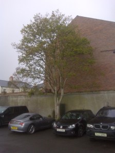 Lisburn-20120424-00192