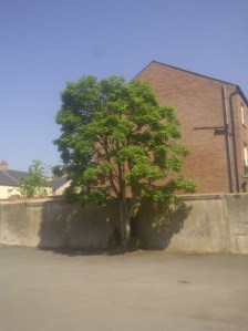 Lisburn-20120528-00220